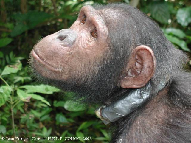 A chimpanzee equiped a collar emettor