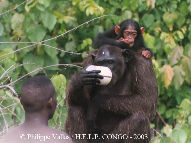 La nourriture pour les chimpanzés captifs est un des postes budgétaires majeurs pour les sanctuaires