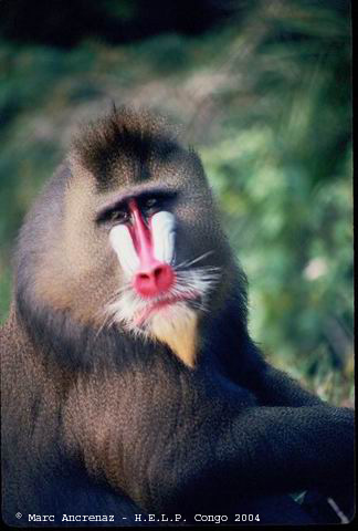 The mandrills are also inhabitants of the Triangle