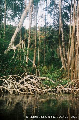 Mangrove on the lagoon of Conkouati