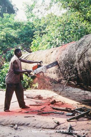 Cutting of wood in the forest