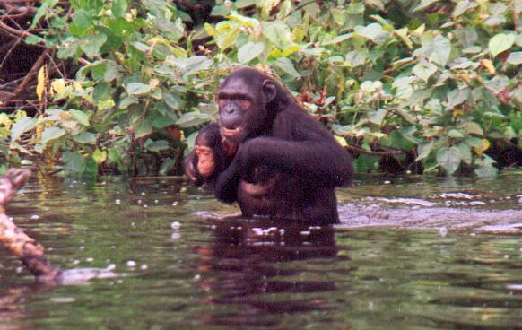 Exemple d'une mère chimpanzé  marchant debout pour traverser une zone d'eau