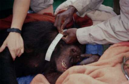 Pose d'un collier émeteur sur un chimpanzé en cours de lâcher