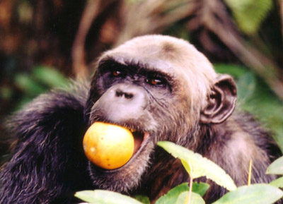 Banane chimpanzé issu du zoo de Brazzaville vivant maintenant au sanctuaire