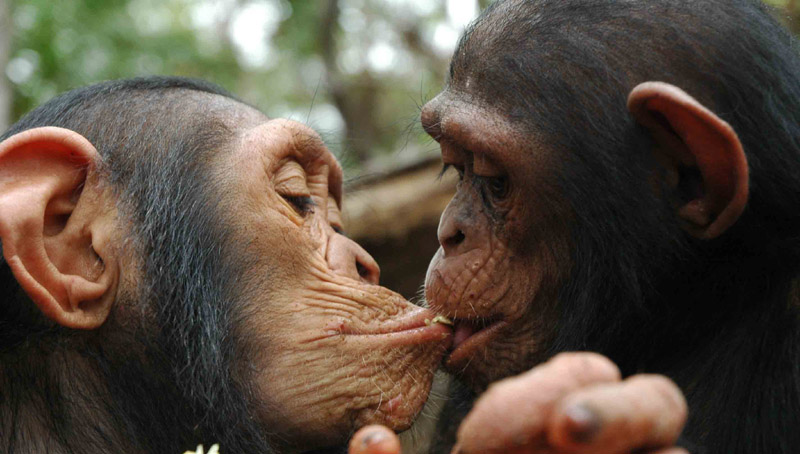 The relations between chimpanzees can be really deap
