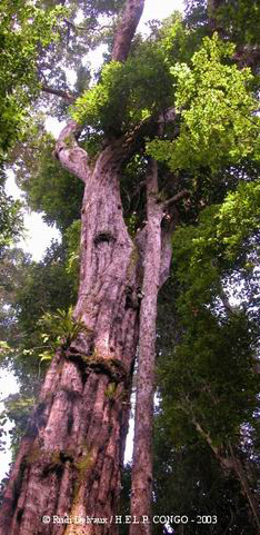 Exemple d'arbre géant en forêt de Conkouati