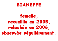 Bianeffe