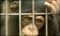 chimpanzé en cage