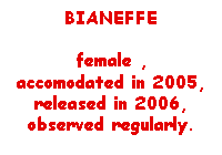 Bianeffe